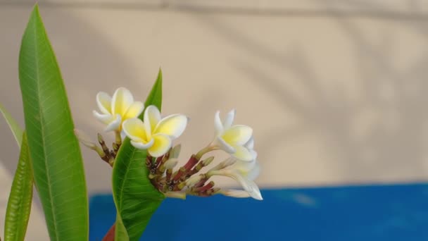Белый Plumeria Цветы Бассейна Размытым Расслабляющим Фоном Зона Отдыха Спокойная — стоковое видео