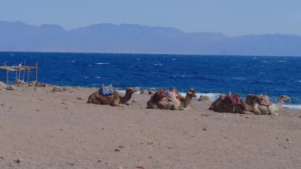 Gruppo Cammelli Riposa Sulla Spiaggia — Video Stock
