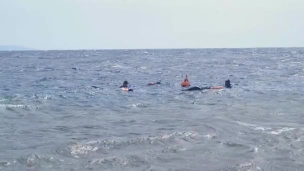 人々のグループは紅海でシュノーケリングに行きます — ストック動画