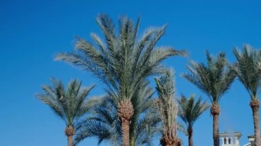Hindistan cevizi palmiyeleri alt görünüm. Mavi gökyüzüne karşı yeşil palmiye. Gökyüzüne bakan palmiye ağaçları. Tropik bir adada kumsal. Güneş ışığında palmiye ağaçları. Ağır çekimde yüksek kalite 4K ile çekilmiştir..
