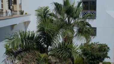 Palmiye yapraklarının arasından beyaz bir binanın görüntüsü