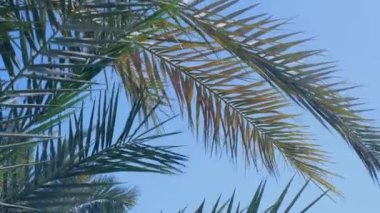 Hindistan cevizi palmiyeleri alt görünüm. Mavi gökyüzüne karşı yeşil palmiye. Gökyüzüne bakan palmiye ağaçları. Tropik bir adada kumsal. Güneş ışığında palmiye ağaçları. Ağır çekimde yüksek kalite 4K ile çekilmiştir..