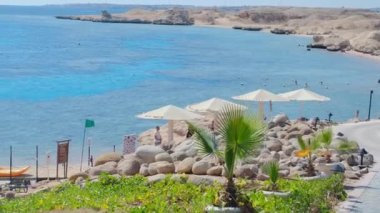 Mercan resifi yakınlarındaki Kızıl Deniz 'de güneş şemsiyeli tropik plaj, dinlenmek için egzotik sahilin panoramik manzarası, palmiye ağaçları, şemsiyeler ve güverte sandalyeleri ve uzun pantonlu plaj.