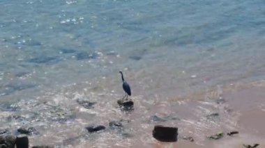 Kızıl balıkçıl, siyah renkli kuş, kızıl denizin kıyısında duruyor. (  )