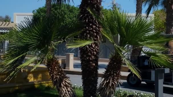 Palmy Kokosowe Widok Dołu Zielona Dłoń Przeciwko Błękitnemu Niebu Widok — Wideo stockowe