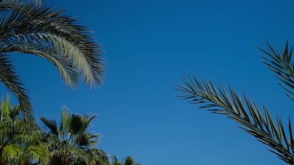 椰子棕榈的底部视图 蓝色的天空映衬着绿色的手掌 看天空中的棕榈树 热带岛屿上的海滩阳光下的棕榈树 以高质量的4K慢镜头拍摄 — 图库视频影像