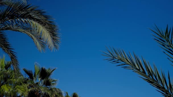 Kokosnoot Palmen Onderste Zicht Groene Palm Tegen Blauwe Lucht Uitzicht — Stockvideo