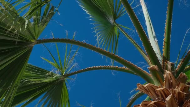 Palmy Kokosowe Widok Dołu Zielona Dłoń Przeciwko Błękitnemu Niebu Widok — Wideo stockowe