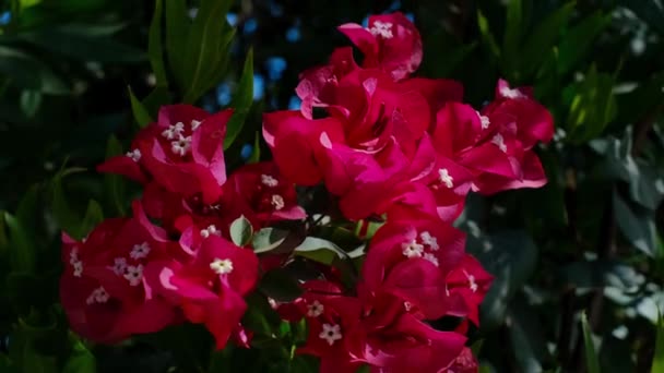 青い空に向かって風になびくブーゲンビリアの花の枝のビデオ — ストック動画