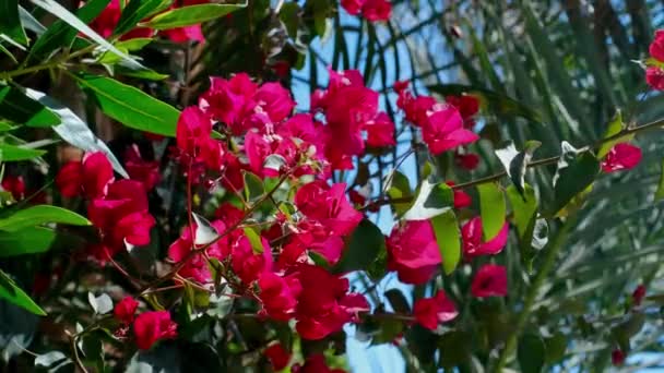 青い空に向かって風になびくブーゲンビリアの花の枝のビデオ — ストック動画