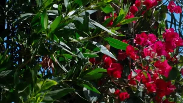 Видео Ветки Цветами Бугенвиллии Развевающимися Ветру Фоне Голубого Неба — стоковое видео
