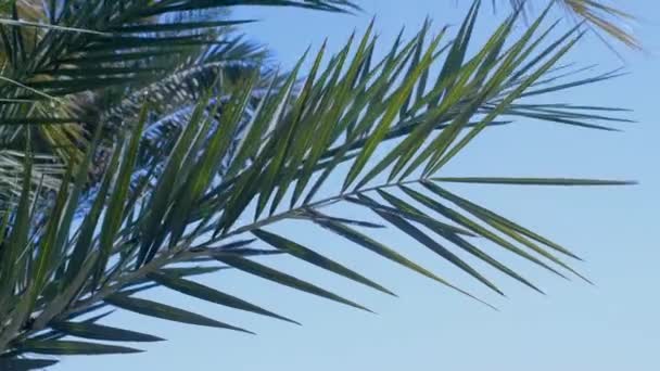 椰子棕榈的底部视图 蓝色的天空映衬着绿色的手掌 看天空中的棕榈树 热带岛屿上的海滩阳光下的棕榈树 以高质量的4K慢镜头拍摄 — 图库视频影像
