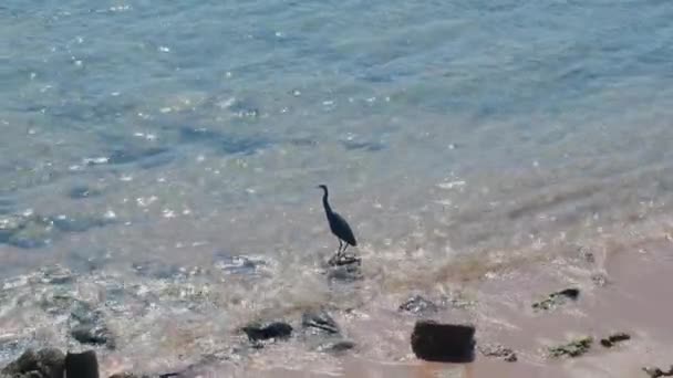 Red Sea Heron Bird Black Color Stands Shore Red Sea — Stock Video
