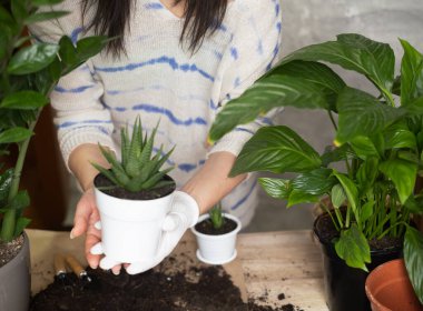 Kadın bahçıvanlar, tahta bir masada kaşık şeklinde seramik çömlek nakli yapıyorlar. Ev bahçesi konsepti. İlkbahar. Bir sürü bitkiyle süslü bir iç mekan..