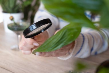 Dişi biyolog böcek yapraklı bitkilere bakmak için bir büyüteç kullanıyor. Analiz için veri toplamak. Organik tarım kavramı. Kapat.