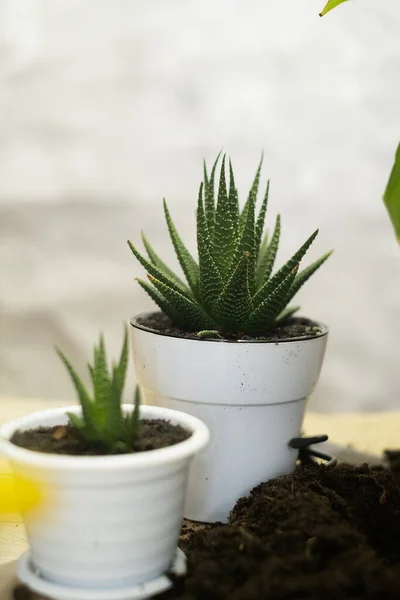 care for house plants, transplanting flowers into clay pots, soil for indoor plants.