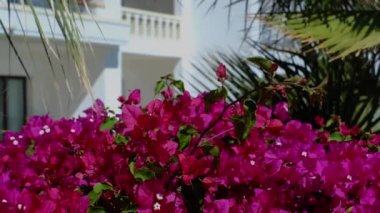 Beyazlı otel. Bahçe manzarası, havuz ve tropik palmiye ağaçları