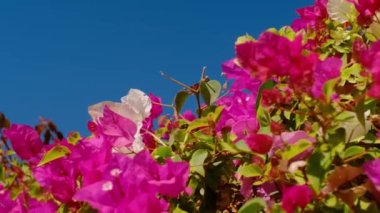 Deniz kenarı tatil köyü, seyahat, çiçekler ve açık hava. Palmiye ağaçları, çiçekler. Parlak Bougainvillea çiçekleri, mavi gökyüzüne karşı rüzgarda sallanıyor. Mısır. Gül Ağacı Bougainvillea