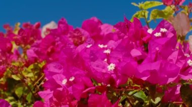 Deniz kenarı tatil köyü, seyahat, çiçekler ve açık hava. Palmiye ağaçları, çiçekler. Parlak Bougainvillea çiçekleri, mavi gökyüzüne karşı rüzgarda sallanıyor. Mısır. Gül Ağacı Bougainvillea