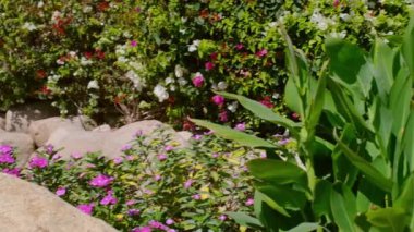 Manzara, yüzme havuzu ve çiçek açan kırmızı çiçekler.