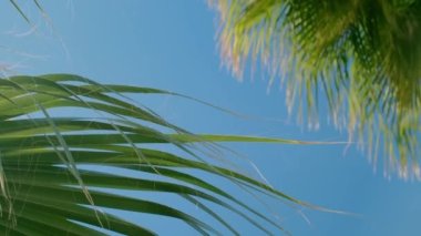 Mavi gökyüzüne karşı yeşil bir palmiye ağacı. Güneşte palmiye ağaçları. Rüzgarda sallanan dallarla gökyüzüne bakan hurma ağaçları... Sahilde palmiye ağacı, aşağıdan manzara. 