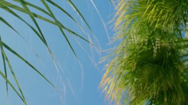 Mavi gökyüzüne karşı yeşil bir palmiye ağacı. Güneşte palmiye ağaçları. Rüzgarda sallanan dallarla gökyüzüne bakan hurma ağaçları... Sahilde palmiye ağacı, aşağıdan manzara. 