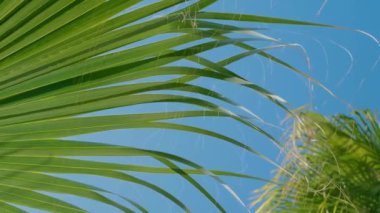 Mavi gökyüzüne karşı yeşil bir palmiye ağacı. Güneşte palmiye ağaçları. Rüzgarda sallanan dallarla gökyüzüne bakan hurma ağaçları... Sahilde palmiye ağacı, aşağıdan manzara. 