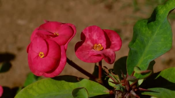 Spurge Flower Heraldi Mısır Bir Yaz Günü Kırmızı Çiçekler — Stok video