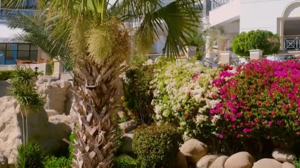 Beyazlı Otel Bahçe Manzarası Havuz Tropik Palmiye Ağaçları — Stok video