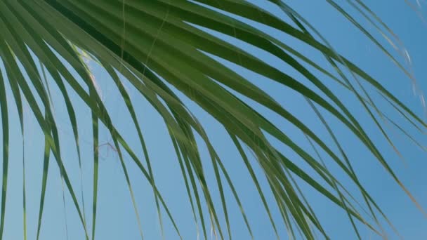 Una Palma Verde Contro Cielo Blu Palme Sole Vista Palme — Video Stock