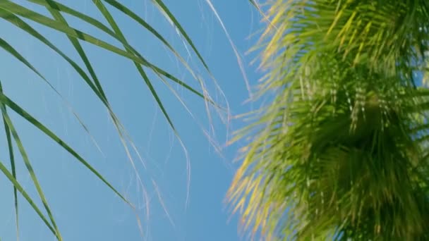 Zielona Palma Przeciw Błękitnemu Niebu Palmy Słońcu Widok Palm Niebo — Wideo stockowe