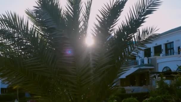 Slow Motion Shot Onder Palmbomen Met Prachtige Zonnestralen Die Door — Stockvideo