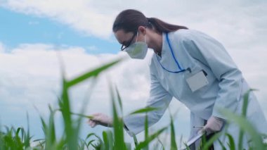 Koruyucu giysili bir araştırma doktoru dizüstü bilgisayarını elinde tutuyor, bitkiler üzerinde bir deney yapıyor, bir laboratuvar çalışanı yeşil bir buğday tarlasında duruyor ve bir filizlenme çiftliğine bakıyor.