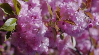 Çiçek açan kakura ağacı, mavi gökyüzüne karşı pembe kakura çiçekleri, bahar ılık günü, sakura çiçeği alerjisi, alerji