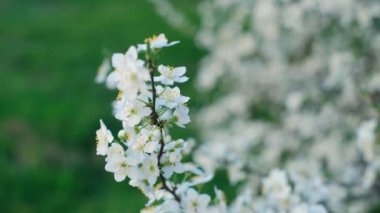 Bahar yaprakları, ilkbaharda yapraklar dökülür, ilkbaharda ilk çiçek açar, kiraz çiçeği, beyaz sakura, zaman apsesi, ağaç çiçeği, doğa.