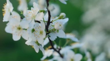 Bahar yaprakları, ilkbaharda yapraklar dökülür, ilkbaharda ilk çiçek açar, kiraz çiçeği, beyaz sakura, zaman apsesi, ağaç çiçeği, doğa.