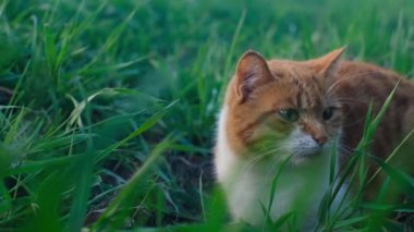 Kırmızı kedi yeşil çimlerin üzerinde oturuyor ve pofuduk, güzel, sevecen bir evcil kediye benziyor. Yavaş çekim, 4K