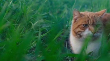 Kırmızı kedi yeşil çimlerin üzerinde oturuyor ve pofuduk, güzel, sevecen bir evcil kediye benziyor. Yavaş çekim, 4K