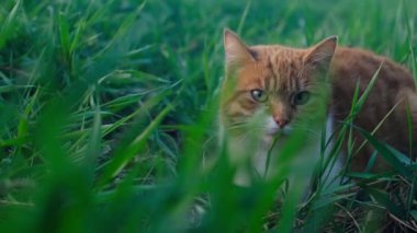 Kırmızı kedi yeşil çimlerin üzerinde oturuyor ve pofuduk, güzel, sevecen bir evcil kediye benziyor. Yavaş çekim, 4K