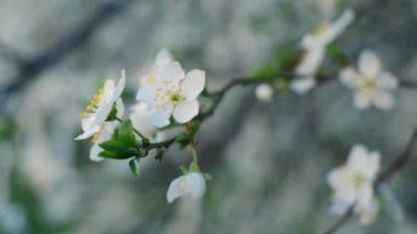 Bahar yaprakları, ilkbaharda yapraklar dökülür, ilkbaharda ilk çiçek açar, kiraz çiçeği, beyaz sakura, zaman apsesi, ağaç çiçeği, doğa.