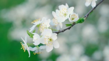 Bahar yaprakları, ilkbaharda yapraklar dökülür, ilkbaharda ilk çiçek açar, kiraz çiçeği, beyaz sakura, zaman apsesi, ağaç çiçeği, doğa.
