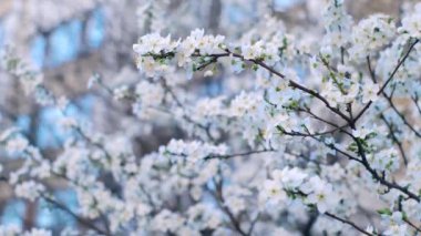 Bahar yaprakları, ilkbaharda yapraklar dökülür, ilkbaharda ilk çiçek açar, kiraz çiçeği, beyaz sakura, zaman apsesi, ağaç çiçeği, doğa.