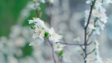 Bahar yaprakları, ilkbaharda yapraklar dökülür, ilkbaharda ilk çiçek açar, kiraz çiçeği, beyaz sakura, zaman apsesi, ağaç çiçeği, doğa.