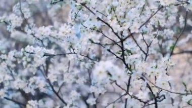 Bahar yaprakları, ilkbaharda yapraklar dökülür, ilkbaharda ilk çiçek açar, kiraz çiçeği, beyaz sakura, zaman apsesi, ağaç çiçeği, doğa.