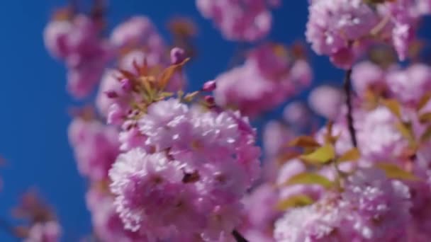 Virágzó Kakura Rózsaszín Kakura Virágok Kék Ellen Tavaszi Meleg Nap — Stock videók