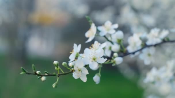 Feuilles Printemps Feuillage Printemps Première Floraison Printemps Fleurs Fleurs Cerisier — Video