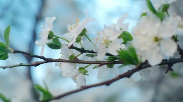 Wiosenne Liście Liście Wiosną Pierwszy Kwiat Wiosną Kwiaty Wiśnia Biały — Wideo stockowe