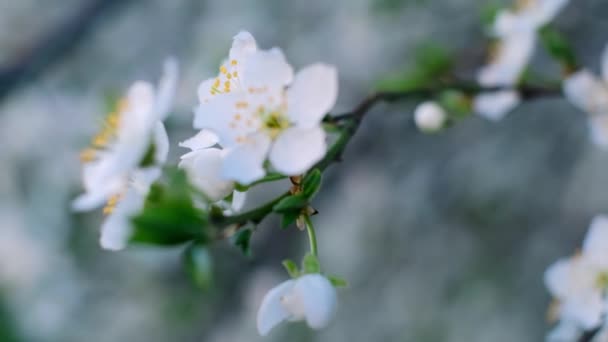 Весняні Листочки Які Поливають Навесні Цвітуть Навесні Квітки Вишневий Цвіт — стокове відео