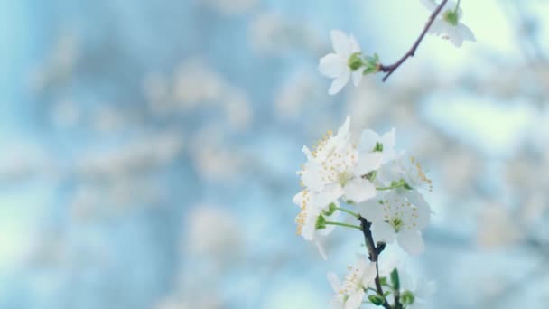 Feuilles Printemps Feuillage Printemps Première Floraison Printemps Fleurs Fleurs Cerisier — Video