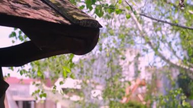 Yavaş çekim taze huş yaprakları dallara yakın çekimde.